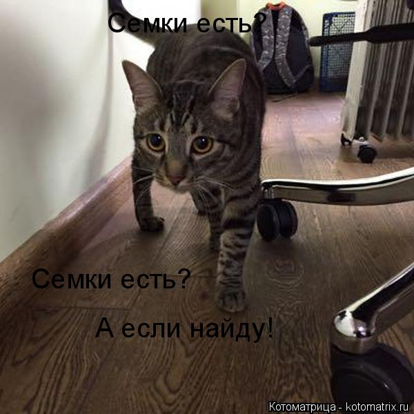 Семки есть? А если найду! Семки есть?... Котоматрица: Семки есть? А если найду! Семки есть?