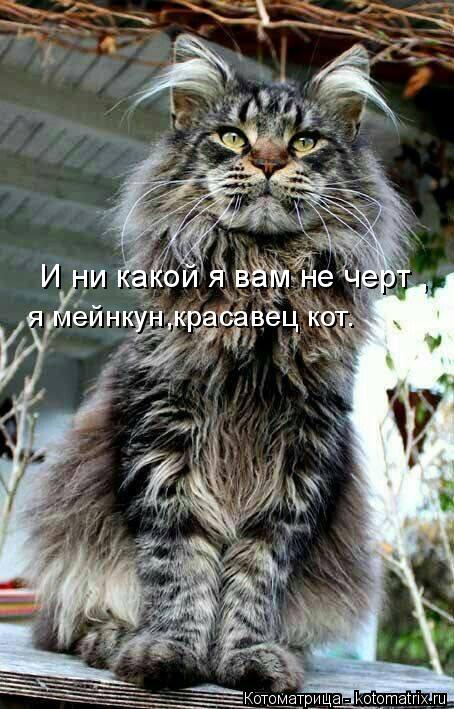 И ни какой я вам не черт , я мейнкун,красавец кот.... Котоматрица: И ни какой я вам не черт , я мейнкун,красавец кот.