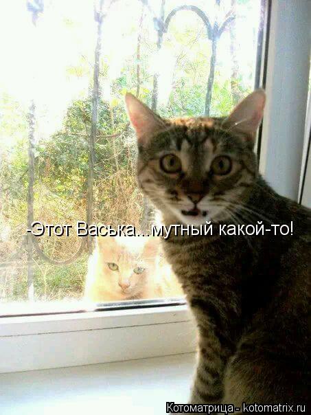 Котоматрица: -Этот Васька...мутный какой-то!