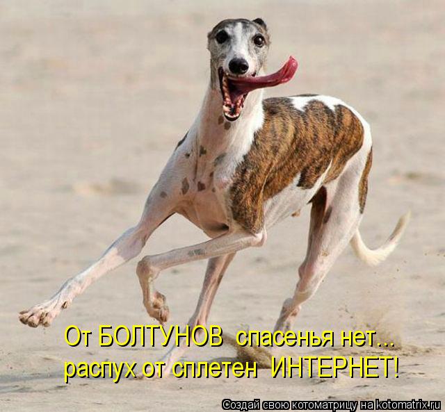От БОЛТУНОВ спасенья нет... распух от сплетен ИНТЕРНЕТ!... Котоматрица: От БОЛТУНОВ спасенья нет... распух от сплетен ИНТЕРНЕТ!