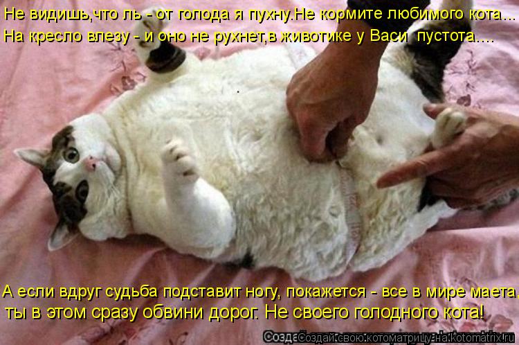 Котоматрица: А если вдруг судьба подставит ногу, покажется - все в мире маета,  ты в этом сразу обвини дорог. Не своего голодного кота! Не видишь,что ль - от 