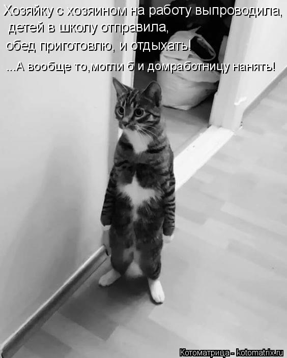 Хозяйку с хозяином на работу выпроводила, детей в школу отправила, обед приготовлю, и отдыхать! ...А ... Котоматрица: Хозяйку с хозяином на работу выпроводила, детей в школу отправила, обед приготовлю, и отдыхать! ...А вообще то,могли б и домработницу нанять!