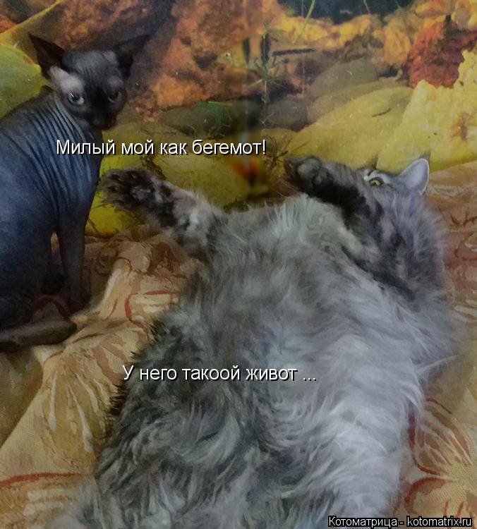 Котоматрица: Милый мой как бегемот!  У него такоой живот ...