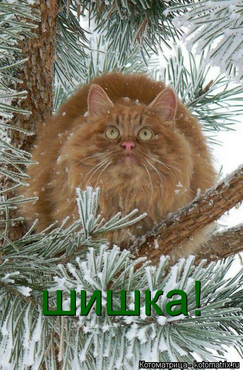 Котоматрица: шишка!