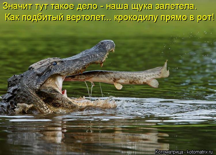 Значит тут такое дело - наша щука залетела. Как подбитый вертолет... крокодилу прямо в рот!... Котоматрица: Значит тут такое дело - наша щука залетела. Как подбитый вертолет... крокодилу прямо в рот!