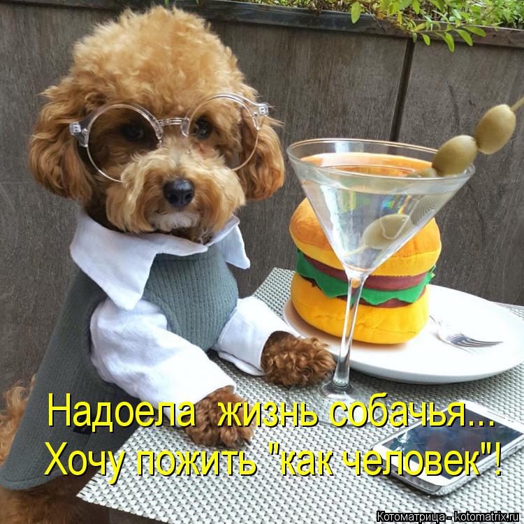 Надоела жизнь собачья... Хочу пожить "как человек"!... Котоматрица: Надоела жизнь собачья... Хочу пожить "как человек"!