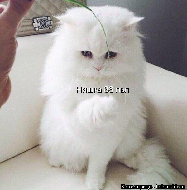 Котоматрица: Няшка 86 лвл