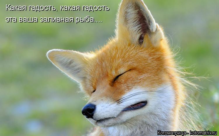 Котоматрица: Какая гадость, какая гадость эта ваша заливная рыба....