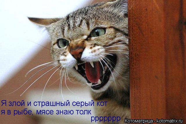 Котоматрица: я в рыбе, мясе знаю толк Я злой и страшный серый кот ррррррр