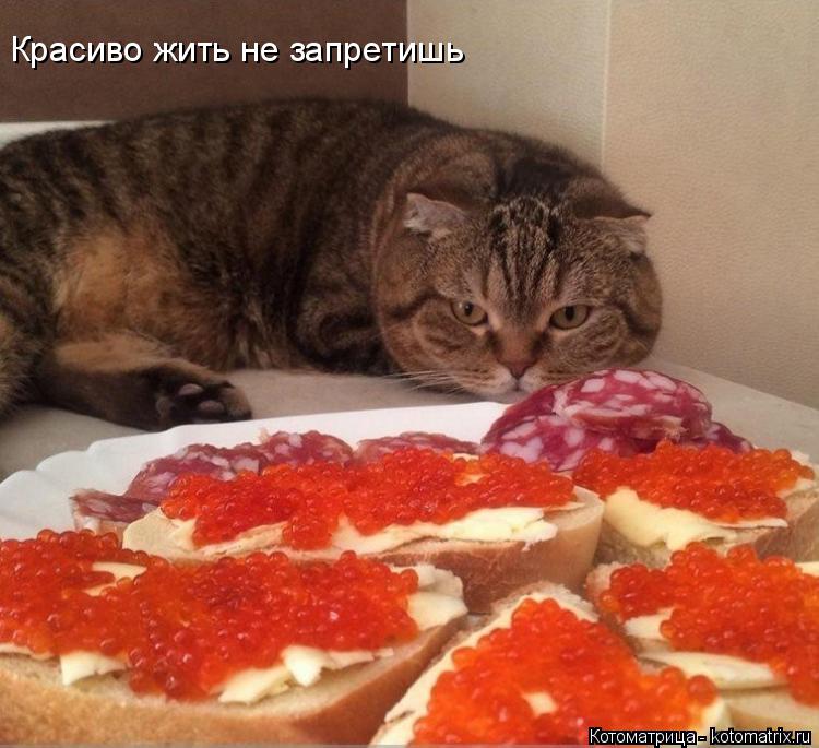 Котоматрица: Красиво жить не запретишь