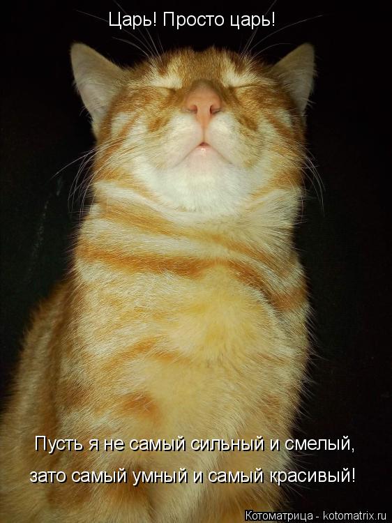 Котоматрица: Царь! Просто царь! Пусть я не самый сильный и смелый, Пусть я не самый сильный и смелый, зато самый умный и самый красивый!