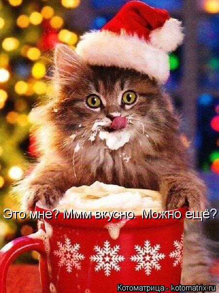 Котоматрица: Это мне? Ммм вкусно. Можно ещё?