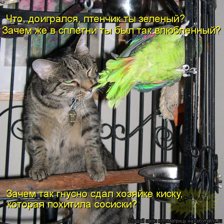 Котоматрица: Что, доигрался, птенчик ты зеленый? Зачем же в сплетни ты был так влюбленный? Зачем так гнусно сдал хозяйке киску,  которая похитила сосиски?