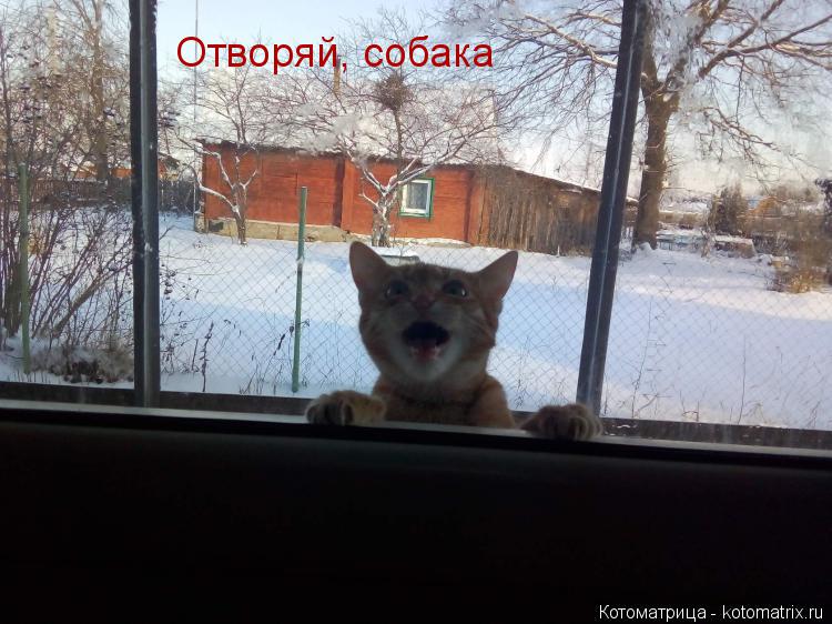 Котоматрица: Отворяй, собака