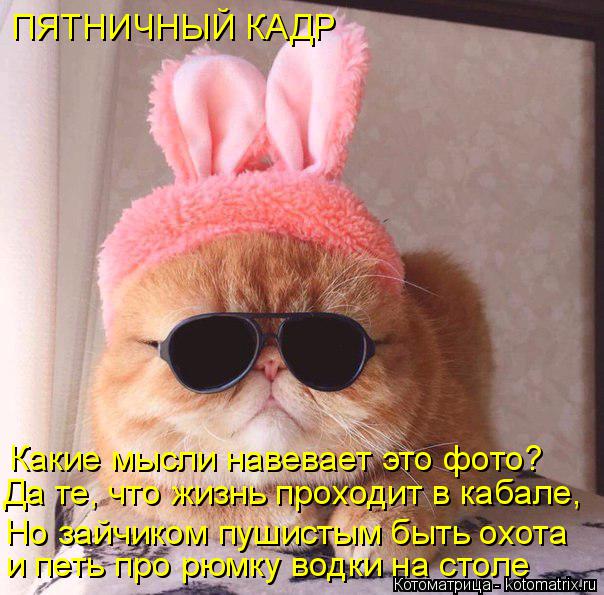 Котоматрица: ПЯТНИЧНЫЙ КАДР Какие мысли навевает это фото? Да те, что жизнь проходит в кабале, Но зайчиком пушистым быть охота и петь про рюмку водки на с?