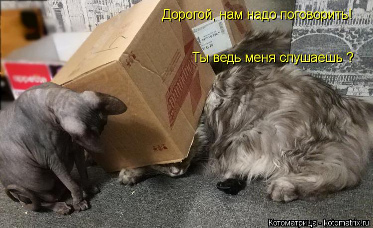 Котоматрица: Дорогой, нам надо поговорить!  Ты ведь меня слушаешь ?