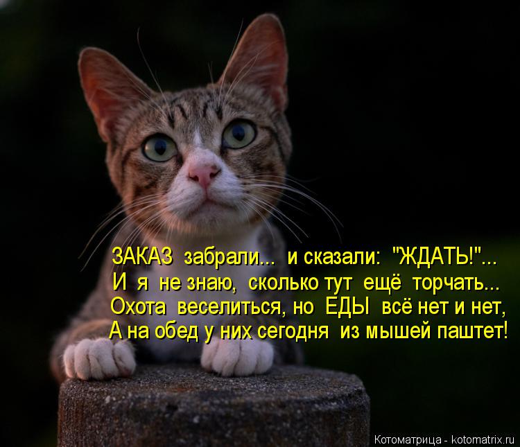 ЗАКАЗ забрали... и сказали: "ЖДАТЬ!"... И я не знаю, сколько тут ещё торчать... Охота весели... Котоматрица: ЗАКАЗ забрали... и сказали: "ЖДАТЬ!"... И я не знаю, сколько тут ещё торчать... Охота веселиться, но ЕДЫ всё нет и нет, А на обед у них сегодня