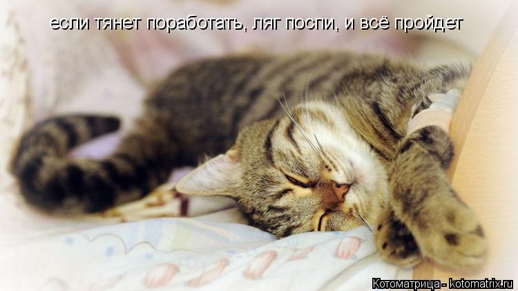 Котоматрица: если тянет поработать, ляг поспи, и всё пройдет