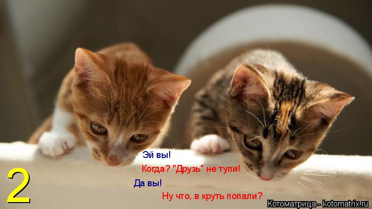 Котоматрица: Ну что, в круть попали? Когда? "Друзь" не тупи!  Эй вы! Да вы! 2