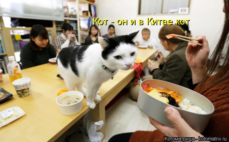 Котоматрица: Кот - он и в Китае кот