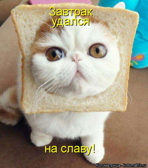 Котоматрица: Завтрак удался на славу!