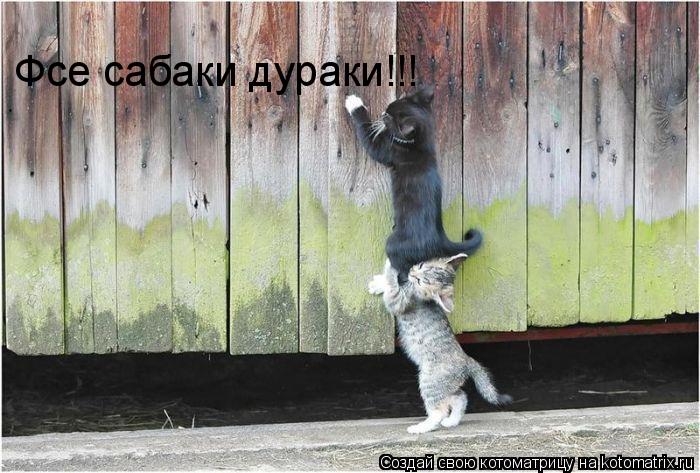 Котоматрица: Фсе сабаки дураки!!!