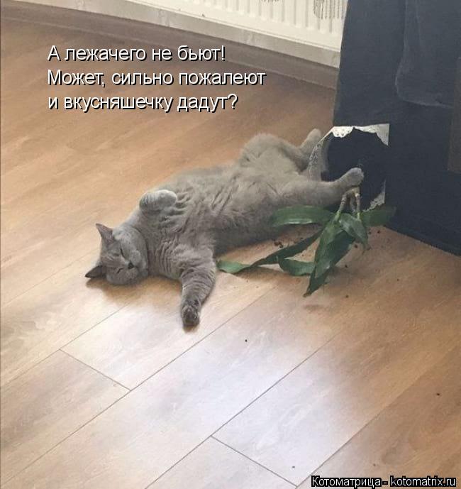 Котоматрица: А лежачего не бьют! Может, сильно пожалеют  и вкусняшечку дадут?