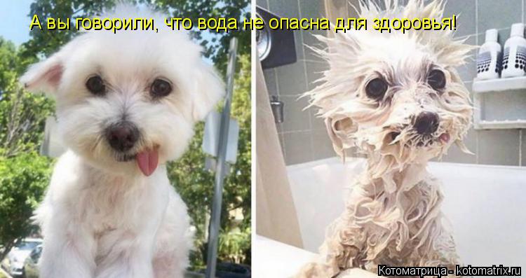 Котоматрица: А вы говорили, что вода не опасна для здоровья!
