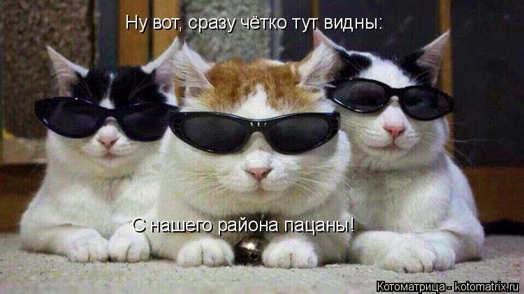 Котоматрица: Ну вот, сразу чётко тут видны: С нашего района пацаны!
