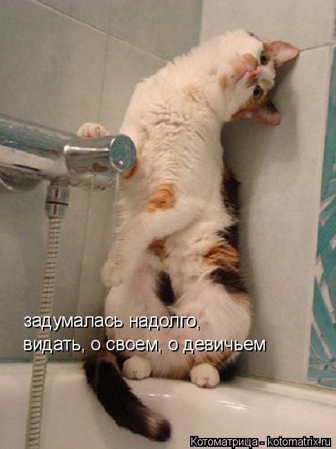 Котоматрица: задумалась надолго,  видать, о своем, о девичьем