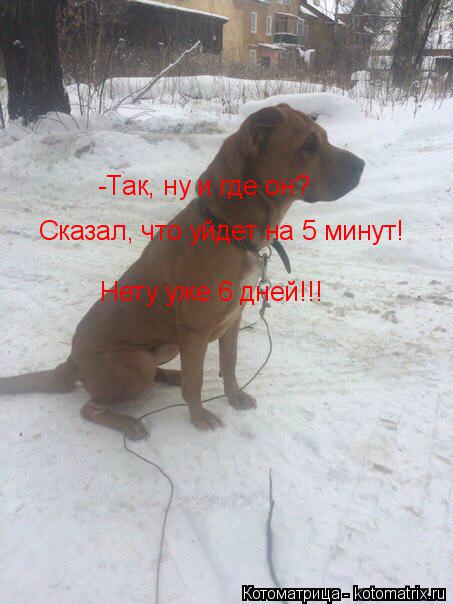 Котоматрица: -Так, ну и где он?  Сказал, что уйдет на 5 минут! Нету уже 6 дней!!!