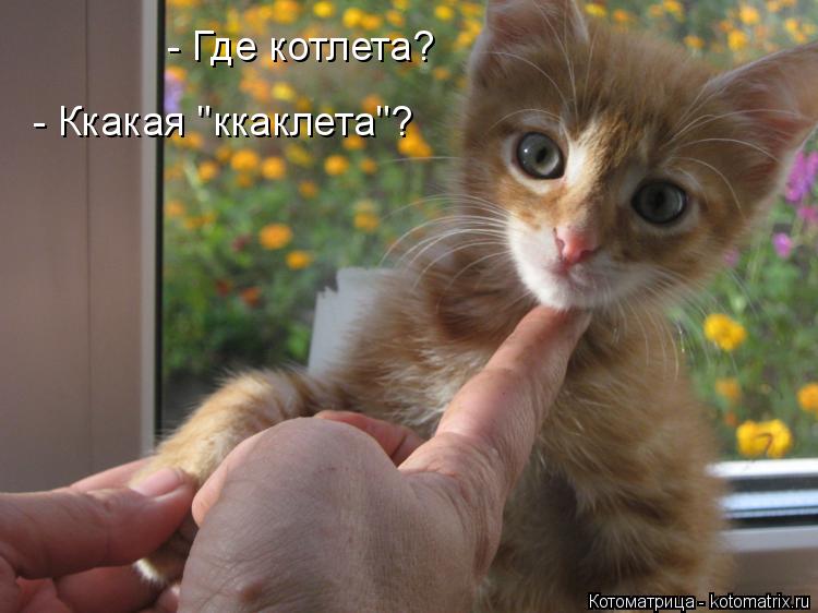 Котоматрица: - Где котлета? - Ккакая "ккаклета"?