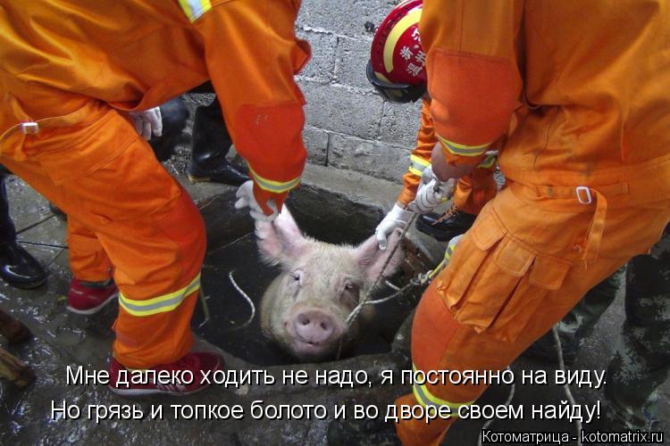 Котоматрица: Мне далеко ходить не надо, я постоянно на виду. Но грязь и топкое болото и во дворе своем найду!
