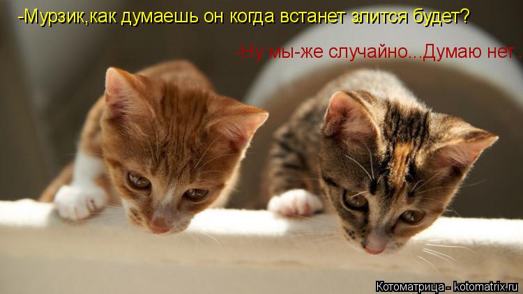 Котоматрица: -Ну мы-же случайно...Думаю нет... -Мурзик,как думаешь он когда встанет злится будет?
