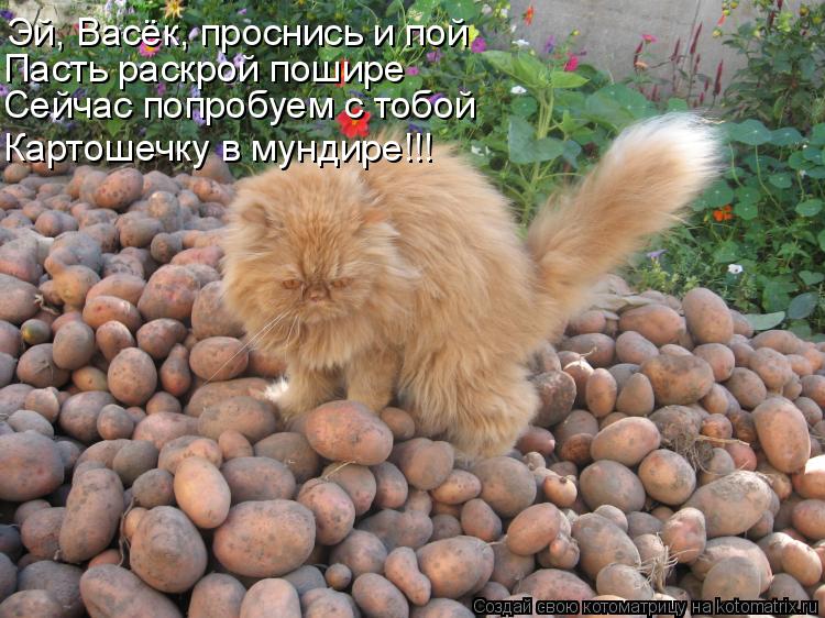 Котоматрица: Эй, Васёк, проснись и пой Пасть раскрой пошире Сейчас попробуем с тобой Картошечку в мундире!!!