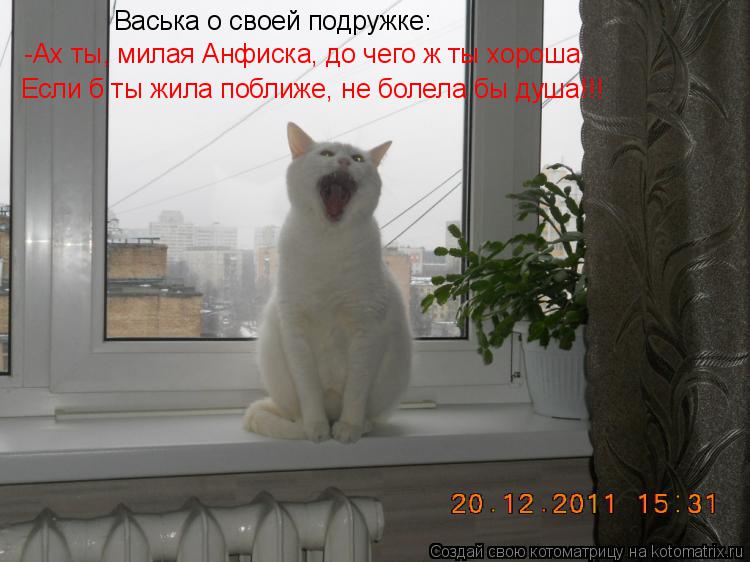 Котоматрица: Васька о своей подружке:  -Ах ты, милая Анфиска, до чего ж ты хороша Если б ты жила поближе, не болела бы душа!!!