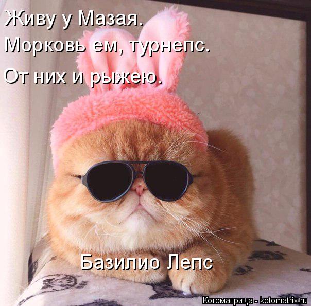 Котоматрица: Морковь ем, турнепс. От них и рыжею. Базилио Лепс Живу у Мазая.
