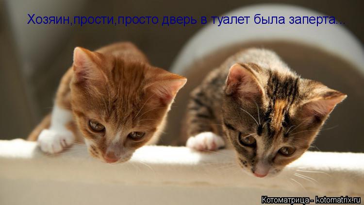 Котоматрица: Хозяин,прости,просто дверь в туалет была заперта...