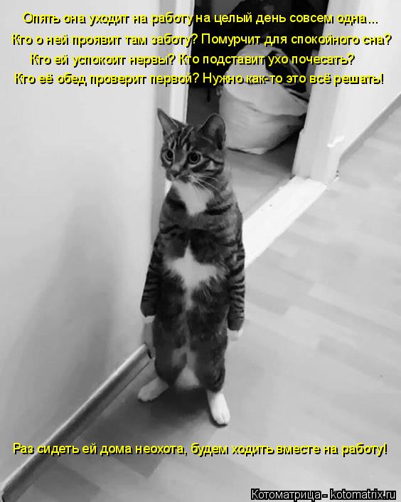 Котоматрица: Опять она уходит на работу на целый день совсем одна... Кто о ней проявит там заботу? Помурчит для спокойного сна? Кто ей успокоит нервы? Кто п