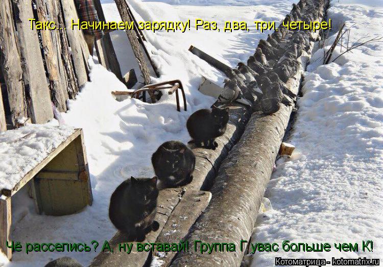 Котоматрица: Такс... Начинаем зарядку! Раз, два, три, четыре! Чё расселись? А, ну вставай! Группа Г увас больше чем К!