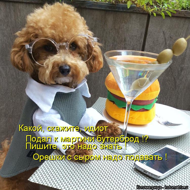 Котоматрица: Какой, скажите, идиот Подал к мартини бутерброд !? Пишите, это надо знать ! Орешки с сыром надо подавать !