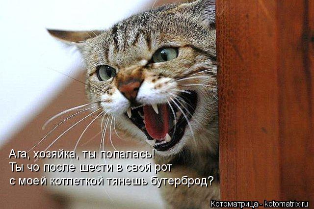 Котоматрица: Ага, хозяйка, ты попалась! Ты чо после шести в свой рот с моей котлеткой тянешь бутерброд?