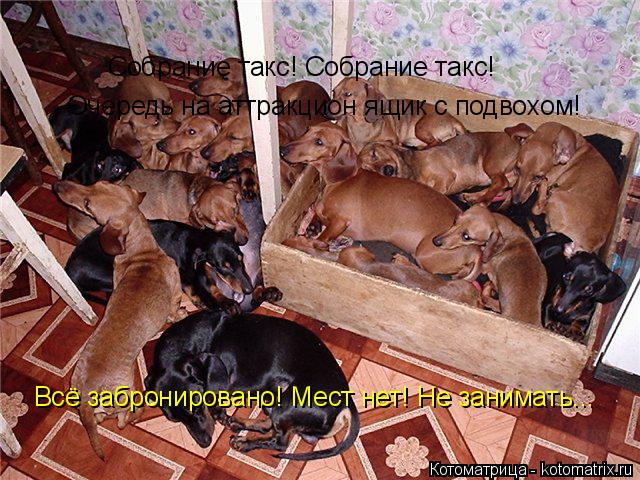 Котоматрица: Собрание такс! Собрание такс! Очередь на аттракцион ящик с подвохом! Всё забронировано! Мест нет! Не занимать...