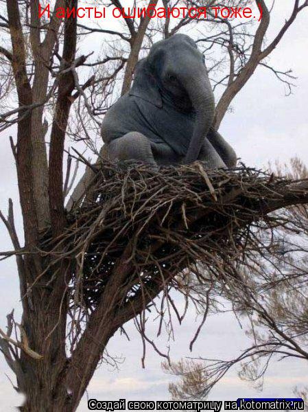 Котоматрица: И аисты ошибаются тоже.)