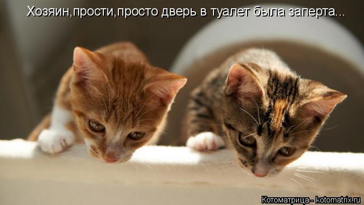 Котоматрица: Хозяин,прости,просто дверь в туалет была заперта...