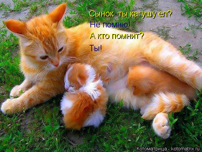 Котоматрица: Сынок  ты кагушу ел? Не помню! А кто помнит? Ты!