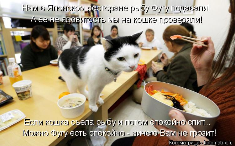 Котоматрица: А ее не ядовитость мы на кошке проверяли! Нам в Японском ресторане рыбу Фугу подавали! Можно Фугу есть спокойно - ничего Вам не грозит! Если к