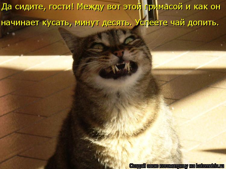 Да сидите, гости! Между вот этой гримасой и как он начинает кусать, минут десять. Успеете чай допить.... Котоматрица: Да сидите, гости! Между вот этой гримасой и как он начинает кусать, минут десять. Успеете чай допить.