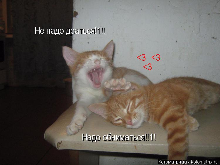 Котоматрица: Не надо драться!1!! Надо обниматься!!1! <3 <3 <3