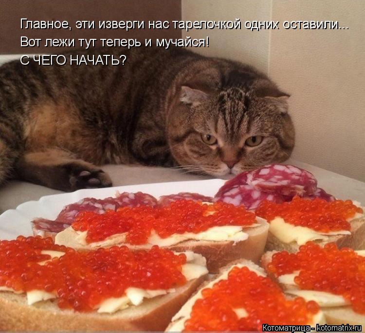 Котоматрица: Главное, эти изверги нас тарелочкой одних оставили... Вот лежи тут теперь и мучайся! С ЧЕГО НАЧАТЬ?